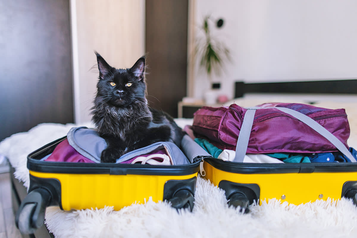 A black cat inside a suitcase