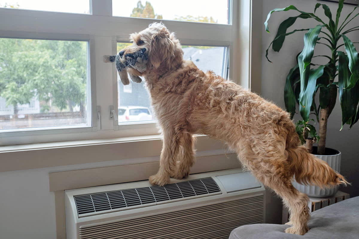 a dog holding a toy in their mouth, looking out the window