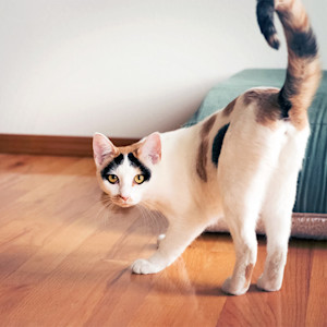 Cat spraying in an apartment.