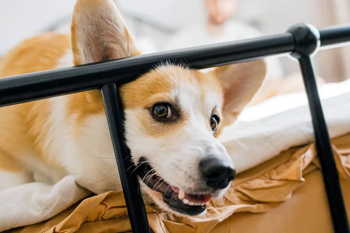 Corgi on foot of bed with open mouth