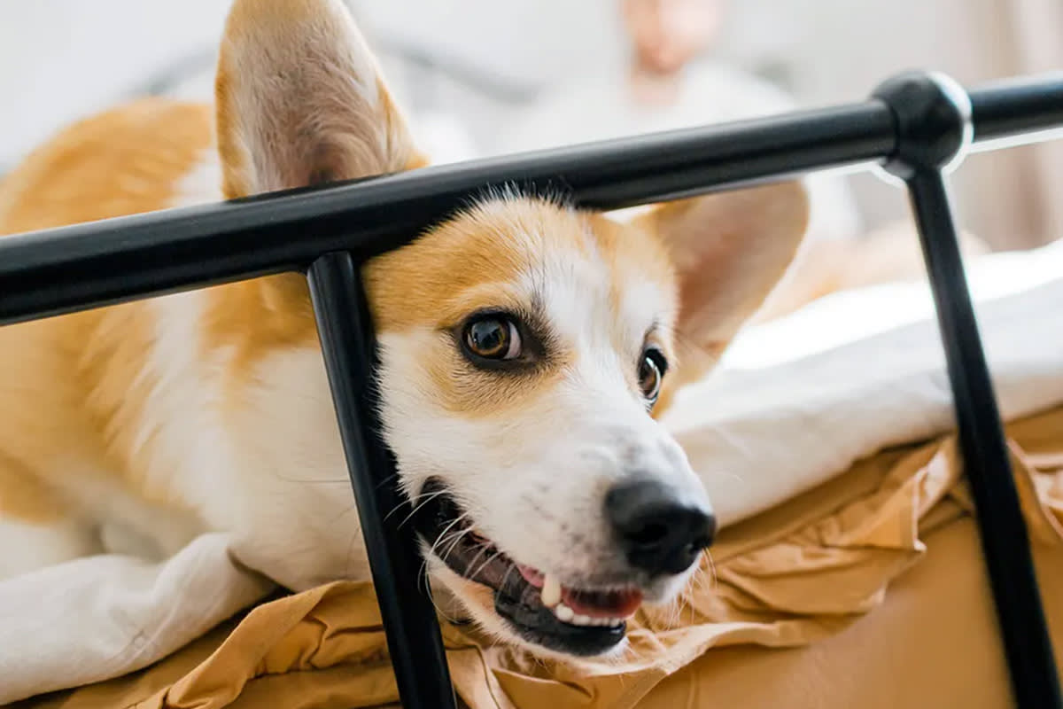 Corgi on foot of bed with open mouth