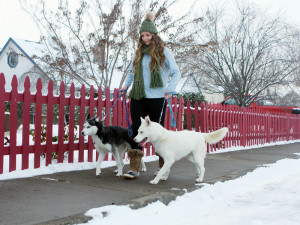 Young woman takes husky dogs for a winter walk.
