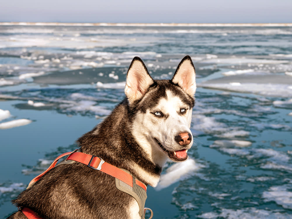 Cute black and white husky dog outside by a frozen lake.