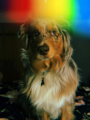 Dog sitting at home with a rainbow above his head.