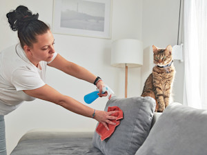 Woman cleaning couch with cat urine eliminator.