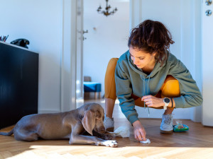 Young woman crouching and wiping off her Weimaraner puppy's pee, the puppy is feeling remorse.
