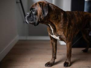 Boxer breed dog standing in profile at the top of the stairs indoors with dark lighting