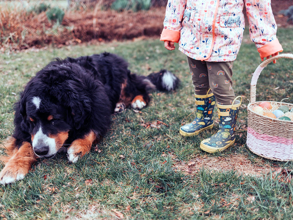 Dog lying on grass with a child standing next to them holding an easter basket filled with eggs. 