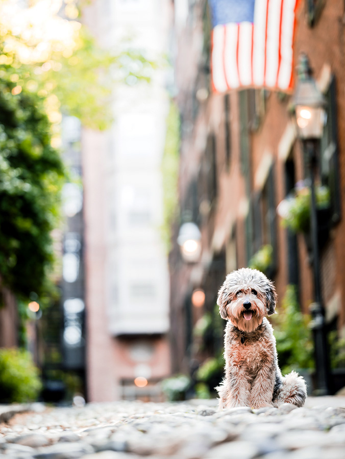 Cute Doodle dog sitting outside in Boston.