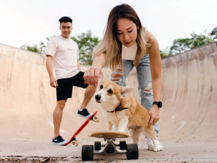 Pet parent Victoria Cheng and her partner in a skate park trying to teach their Corgi dog to skateboard with treats