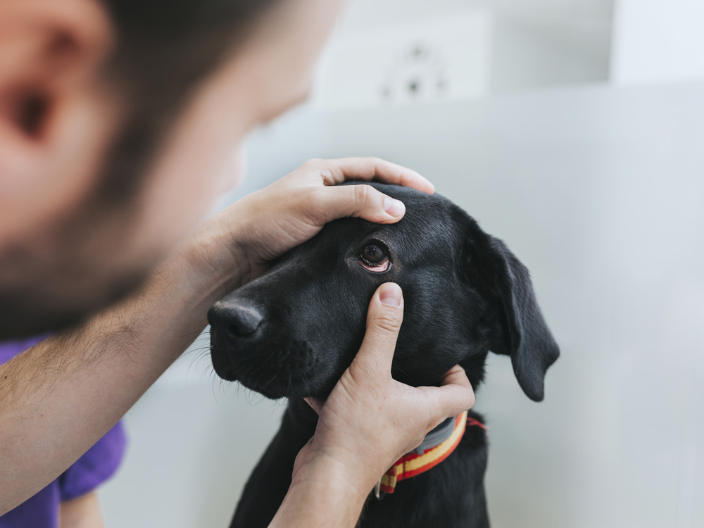 Veterinarian examining a dog for cherry eye