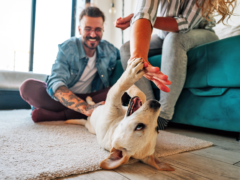 Couple playing with puppy at home.
