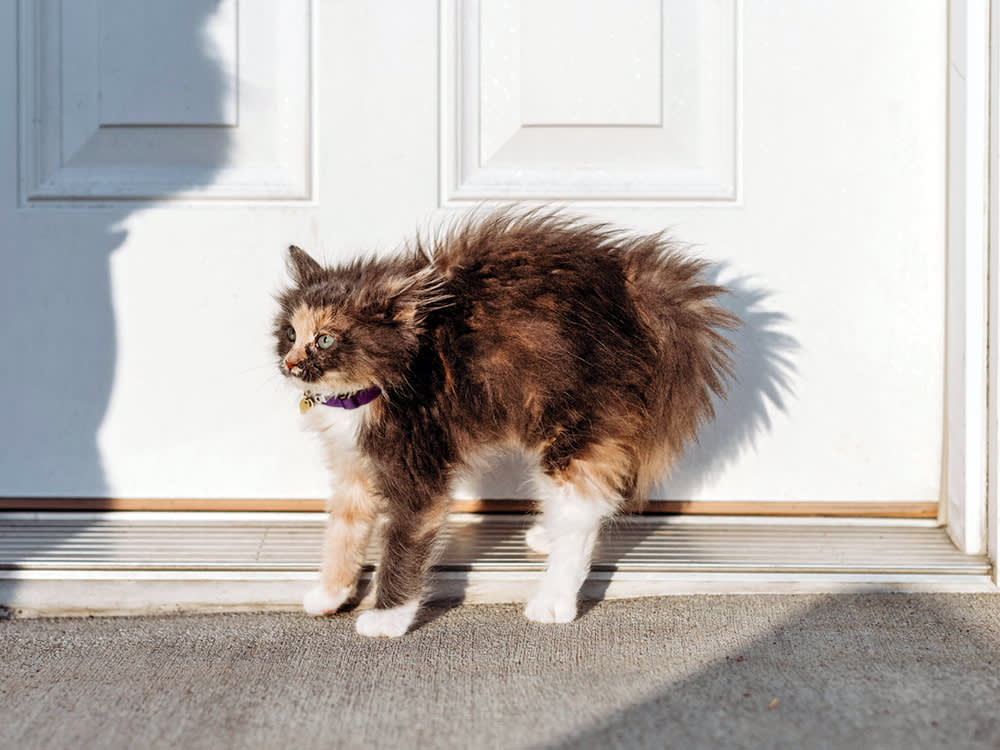 Cute scared kitten outside by the front door.