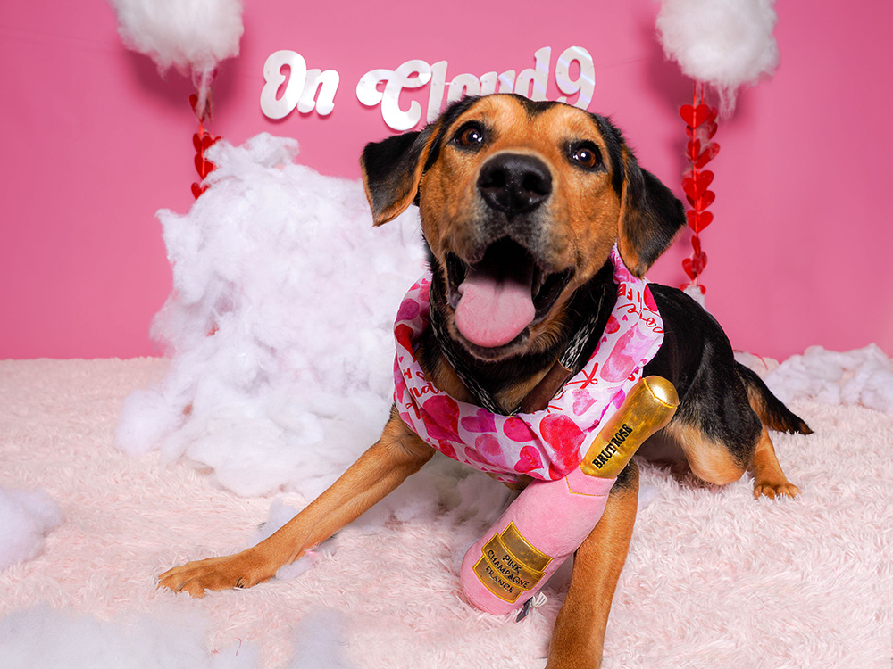 a brown and black dog going toward the camera