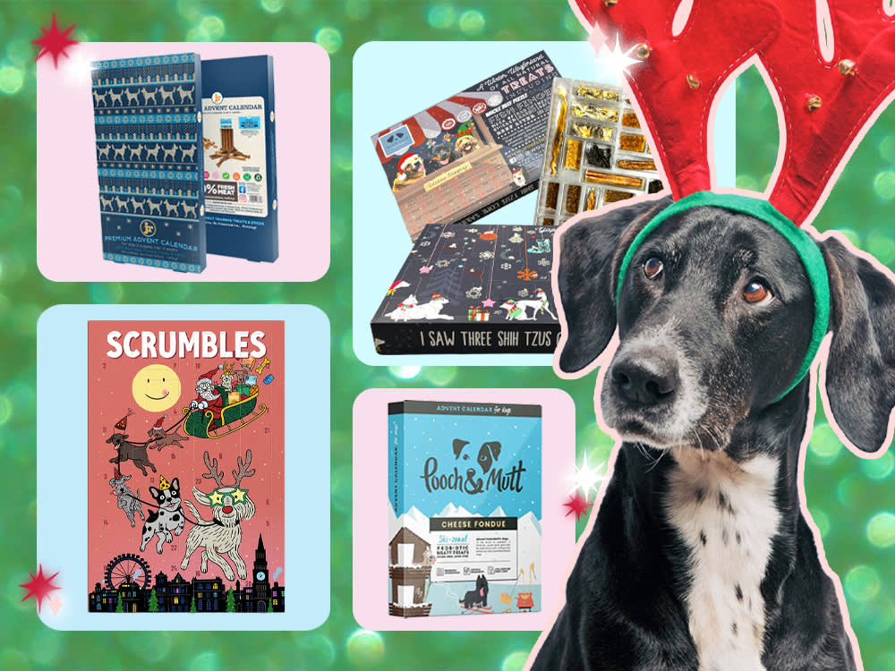 pet advent calendars