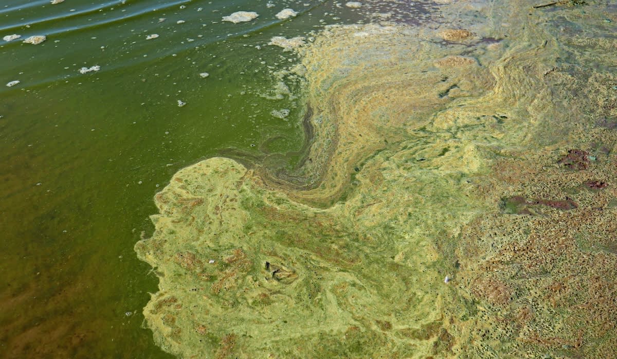 Blue-green algae (cyanobacteria) colony.