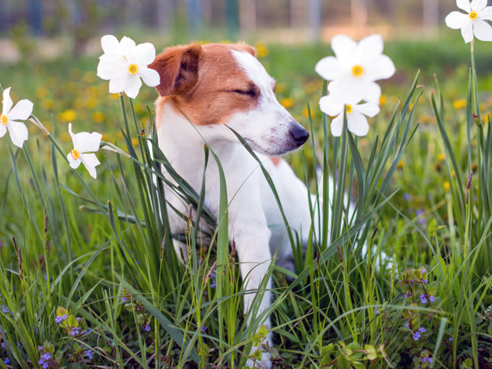 dog sneezing among flowers