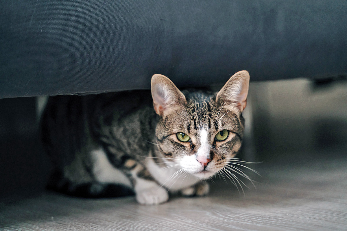 cat hiding beneath a couch
