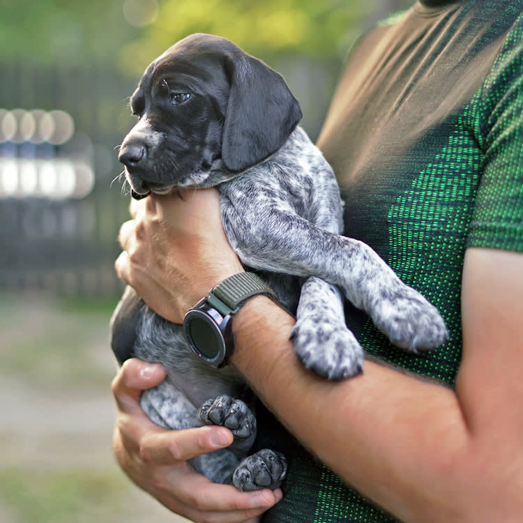 Cute black and white 5-week-old Greyster puppy being held outdoors in man's hands in summer.