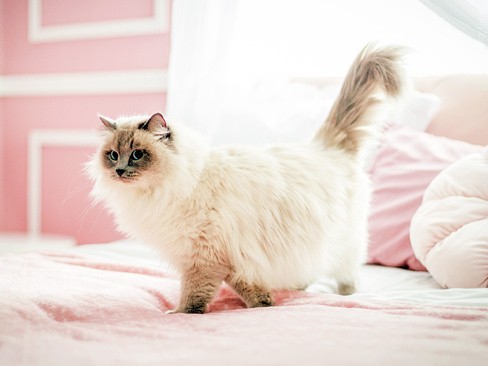 Cute fluffy cat at home.