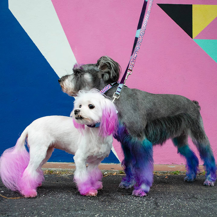 2 dogs meeting on Monro Pets leashes