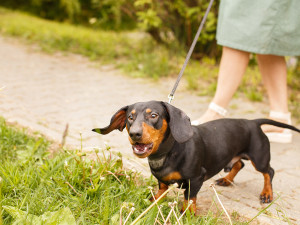 A woman walking a dog on a leash and a dog barking at something. 