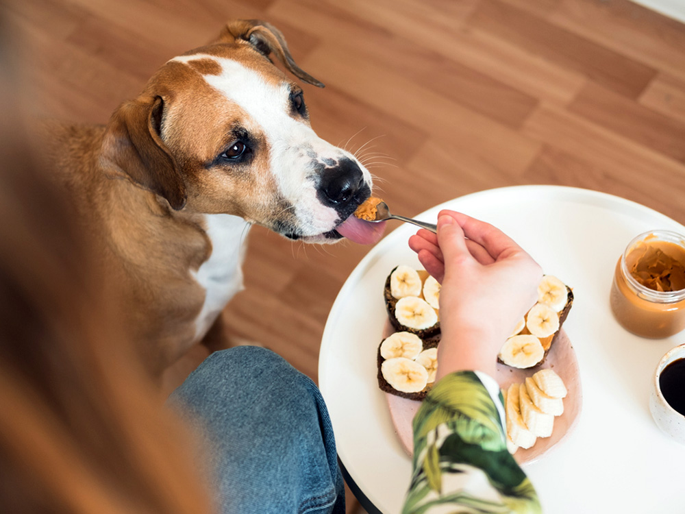 Can Dogs Eat Peanuts Human Foods for Dogs Kinship