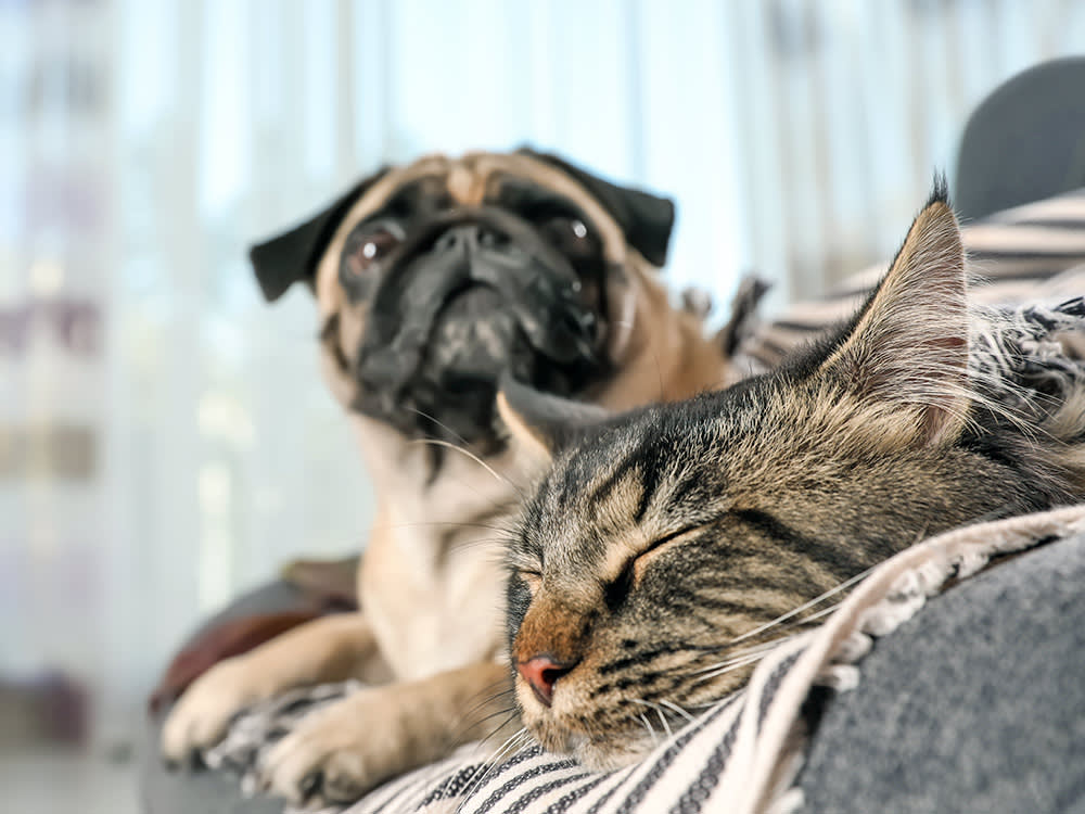 Dog and cat sitting side by side on the couch at home.