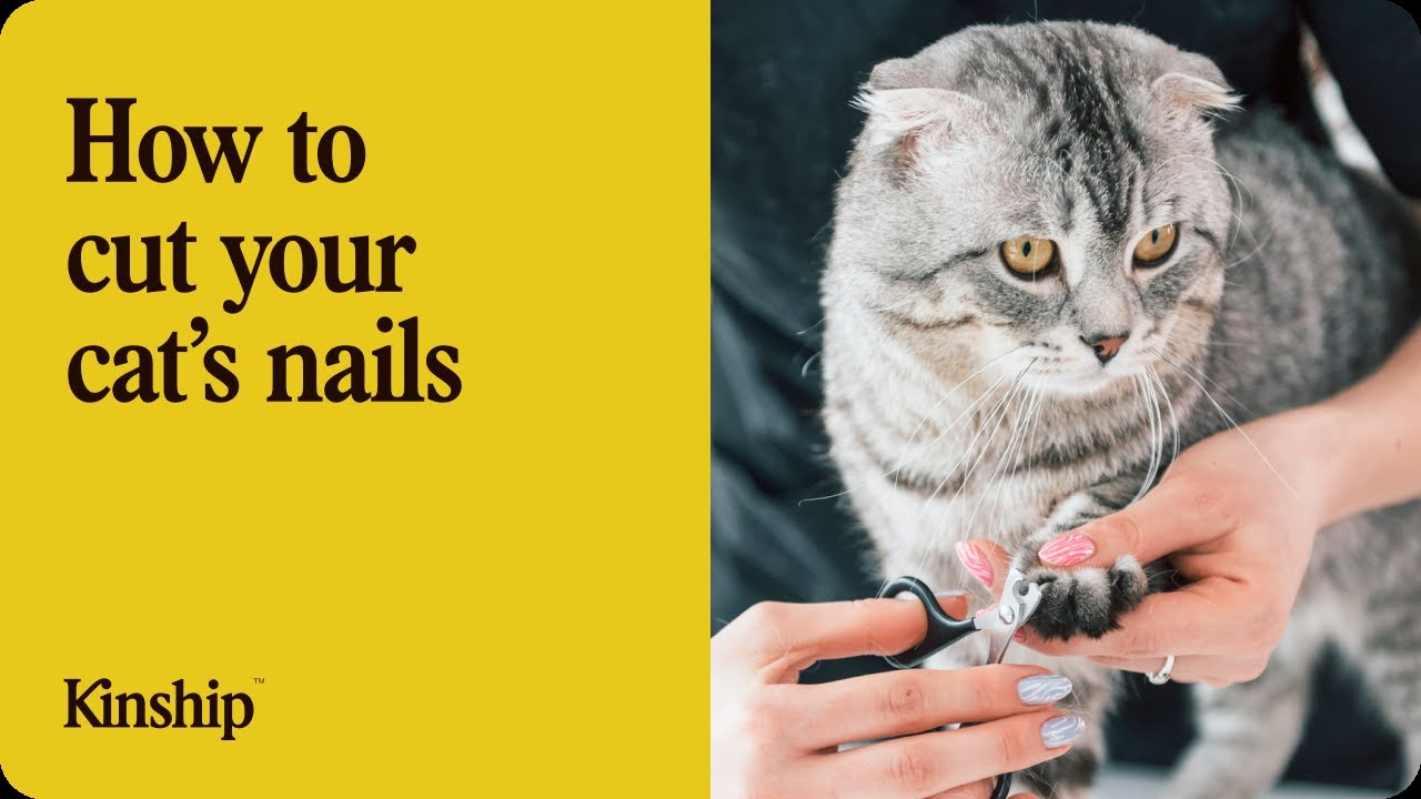 How to Trim Your Cat’s Nails at Home Without the Stress