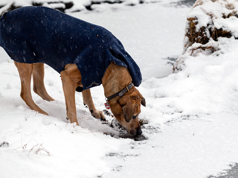 Why Are Dogs Obsessed With Sniffing the Snow? · The Wildest