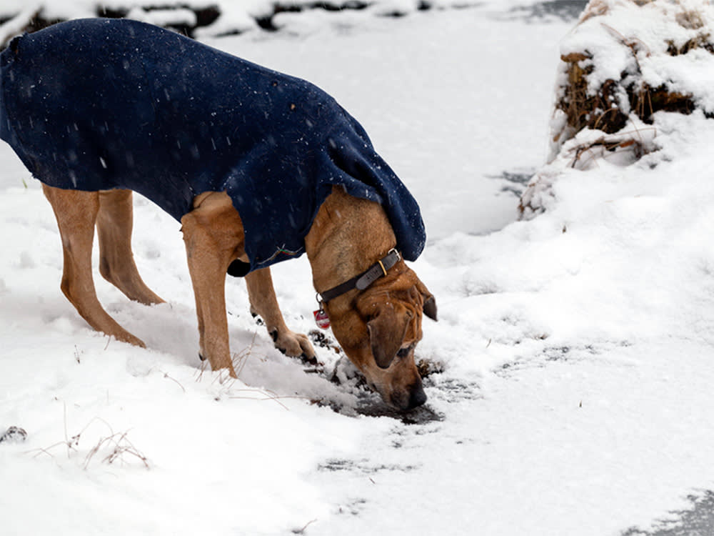 Dog investigating frozen lake shore.
