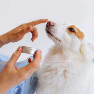 person putting cream on a dog’s nose
