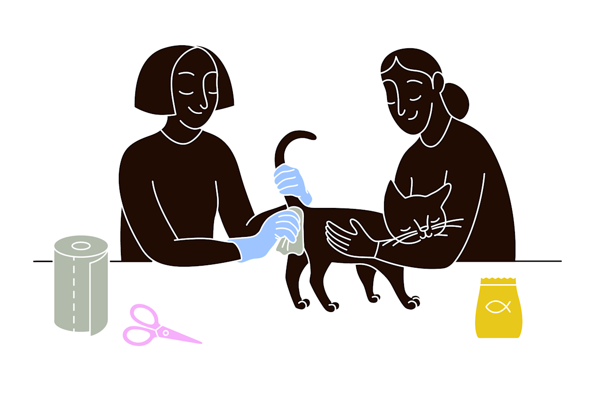 pet parent wipes cat’s anal area before expressing anal glands