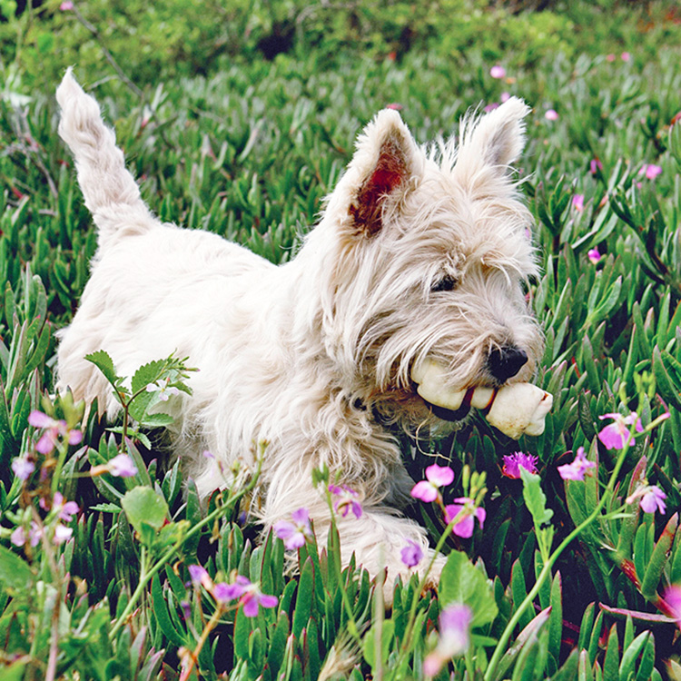 Cute white dog carrying a bone outside.