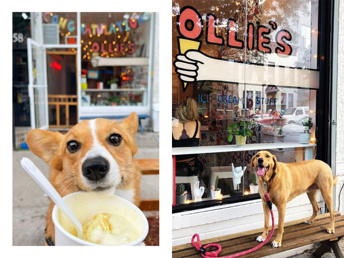 pups at ollie's ice cream