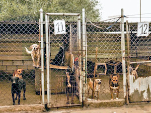 Ellos Son La Razon, the shelter in Ensenada we have been rescuing dogs from since 2017, is closing it’s doors in 2 months.
