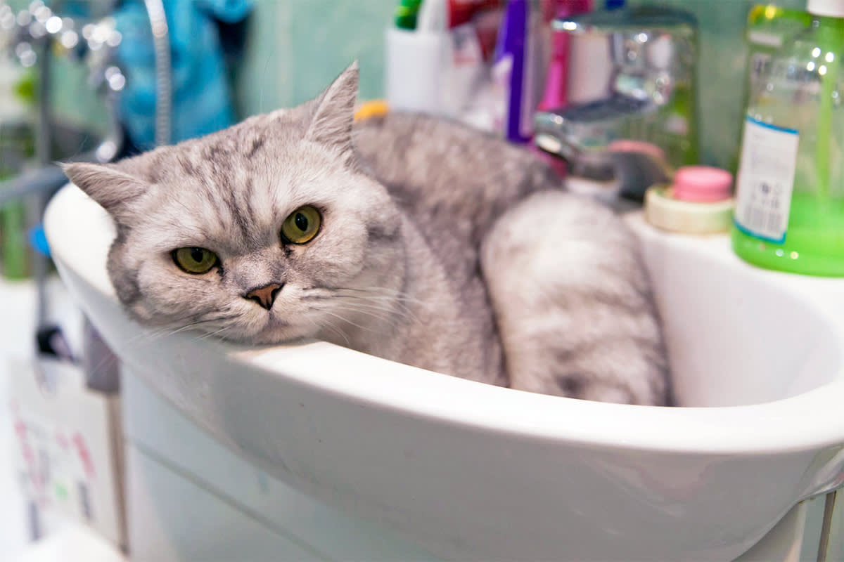 a cat rests in a bathroom sink