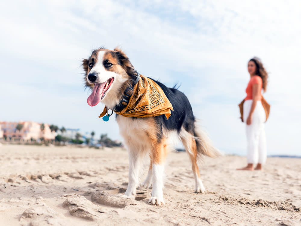 Woman on the beach with her dog.