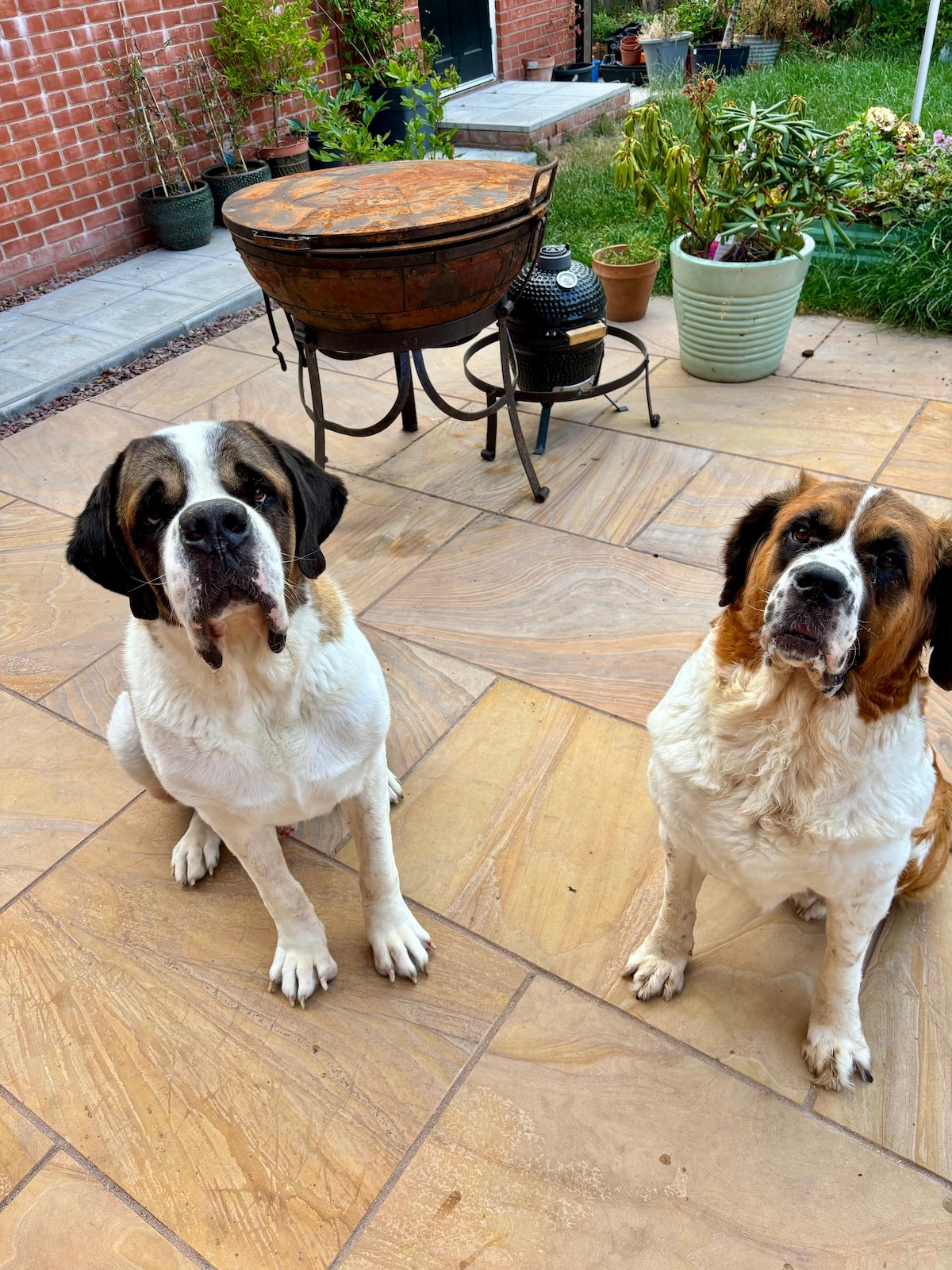 a picture of two st bernards on a patio looking up at the camera