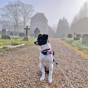 a black and white dog on lead sits in a misty graveyard