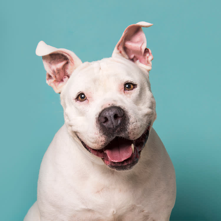 a dog photographed by Sophie Gamand