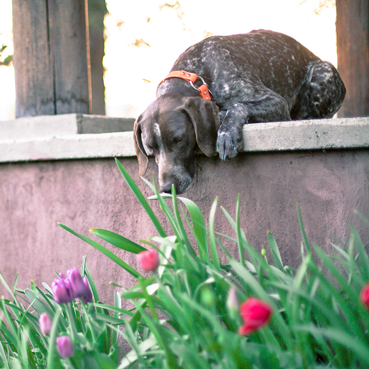Dog sitting outside on the porch sniffing flowers.
