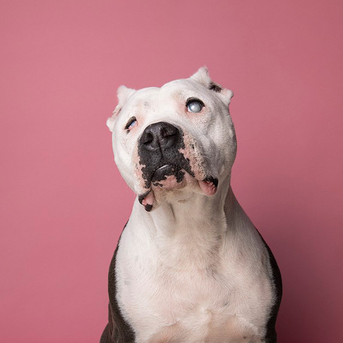 a white dog with cropped ears