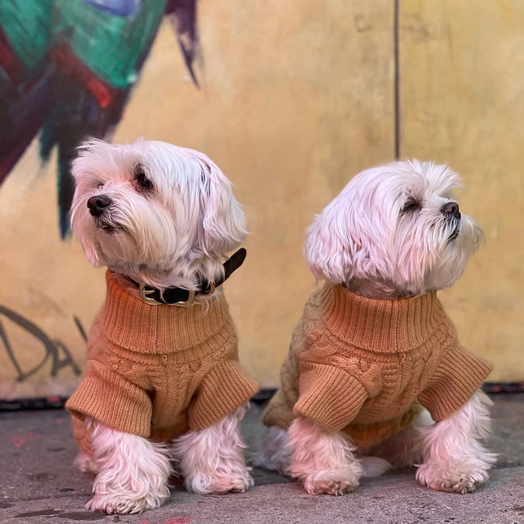 dogs in barkers cashmere turtleneck