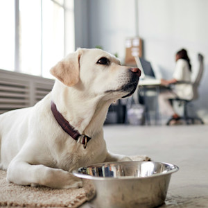 Side view portrait of big white dog laying on floor in office with bowl, pet friendly workspace.