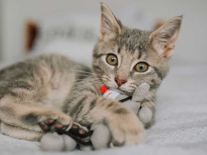 Small gray tabby kitten playing with a toy