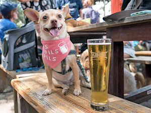 Cute small dog sitting on a bench at a brewery.