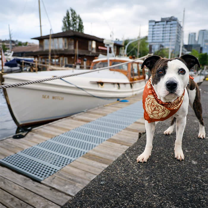 dog at Center for Wooden Boats