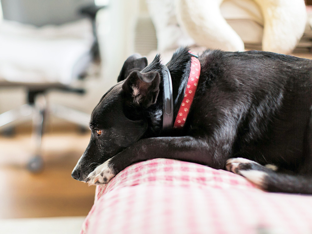 Sleepy black dog laying on the couch.