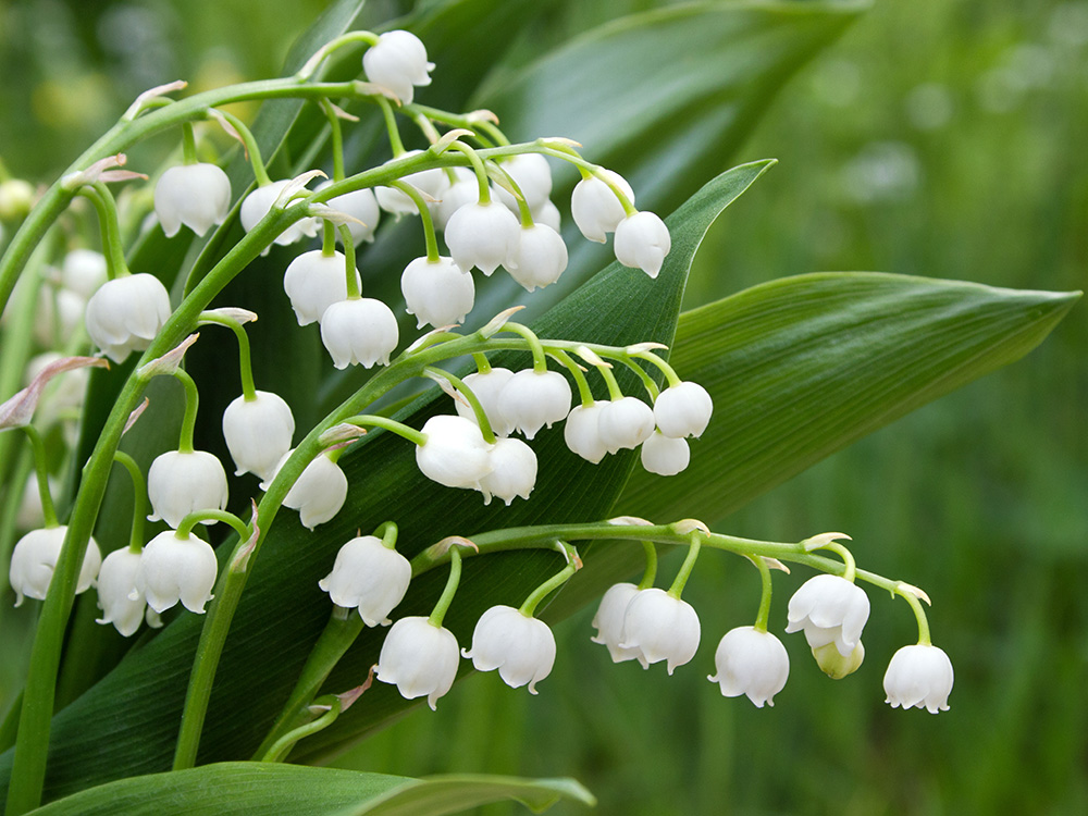 Lily of the valley